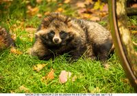 Ein Waschbär im Zoo Solingen