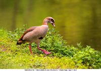 Nilgans im Schlosspark Benrath