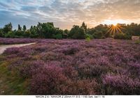 Sonnenaufgang Westruper Heide